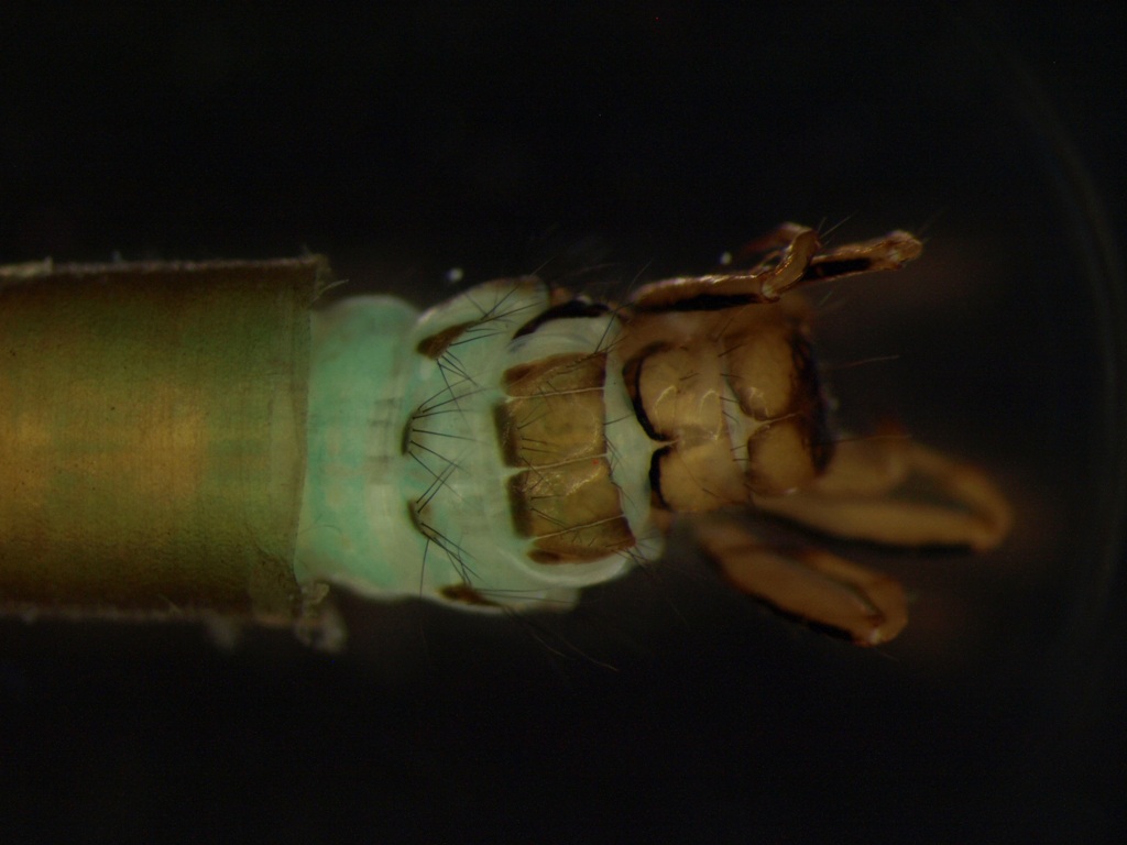 Brachycentrus subnubilus 2